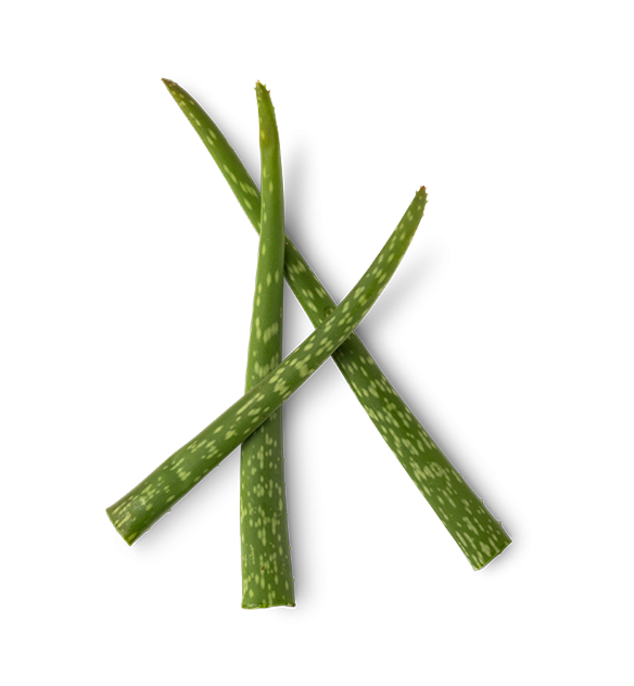 Aloe
