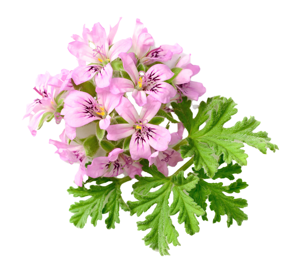 Geranium