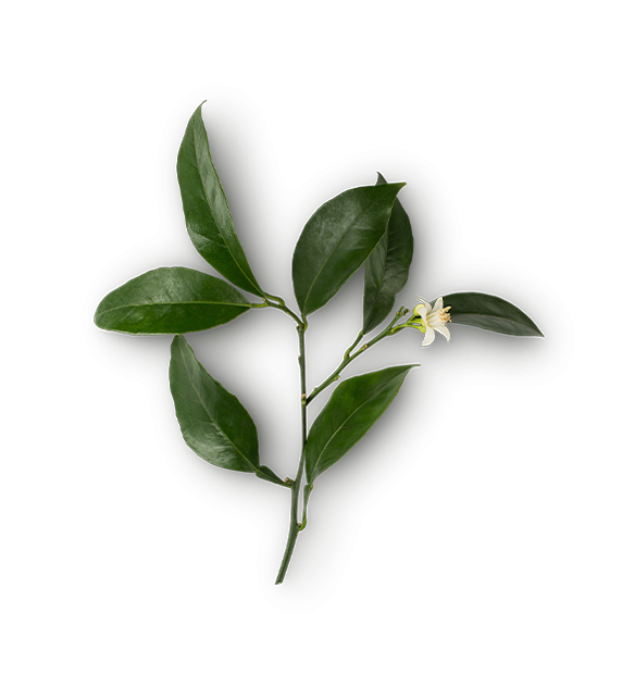 Neroli