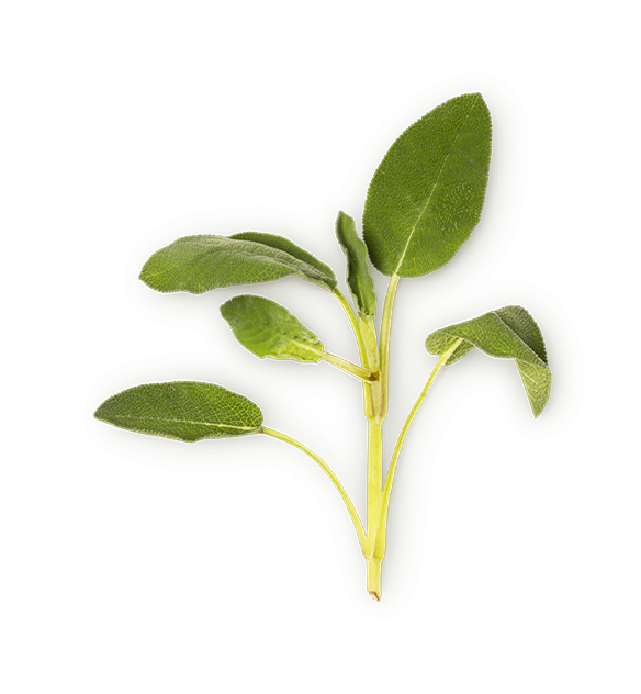 Sage