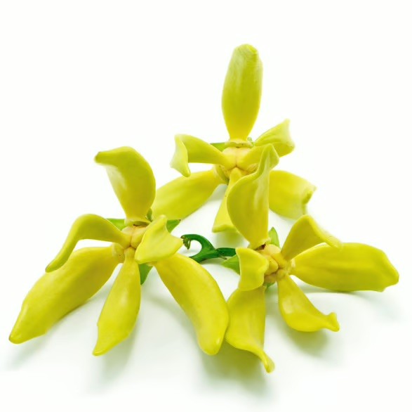 Ylang Ylang